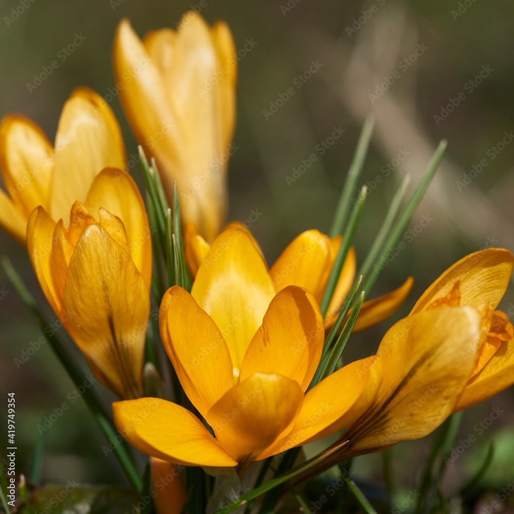 krokus 5