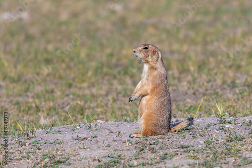 Prairie Dog, Wyoming © James Litsey
