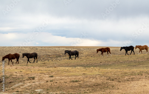 Fototapeta Naklejka Na Ścianę i Meble -  Horses on Ranch, Colorado