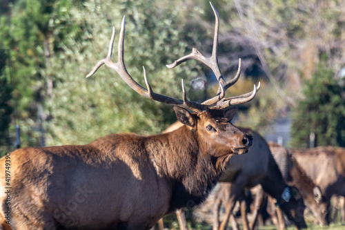 Bull Elk, Estes Park, Rocky Mountain National Park