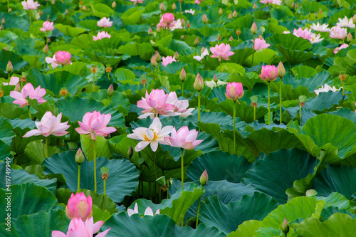 高田公園