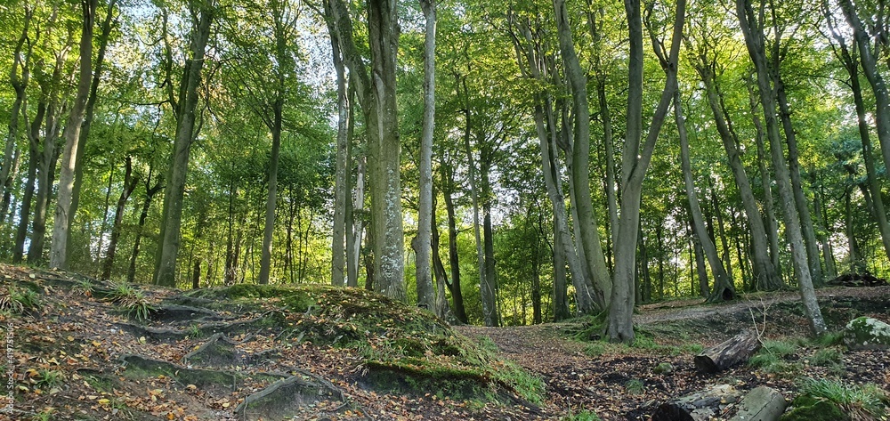 tree in the forest