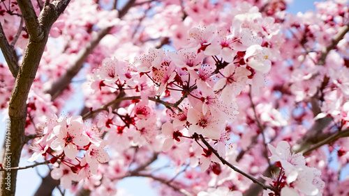 árbol flor de cerezo primavera blanco y rosa