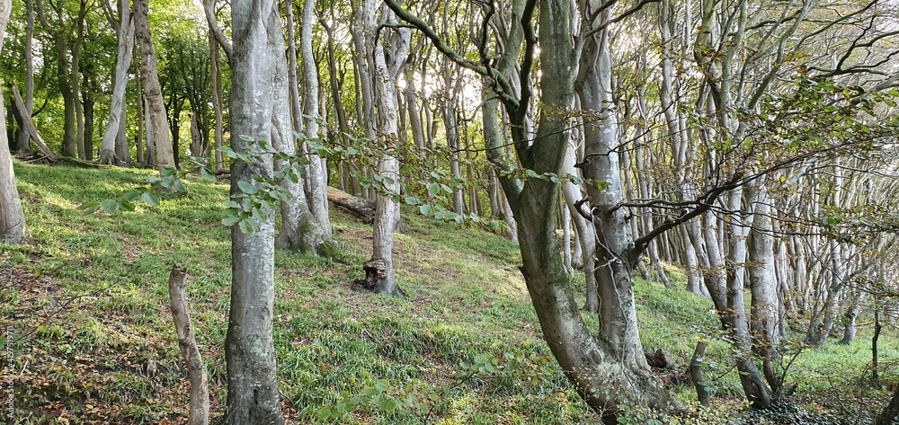 Fototapeta premium tree in the forest