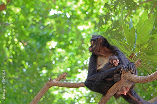 Mono araña y cría. Cañón del Sumidero, Chiapas