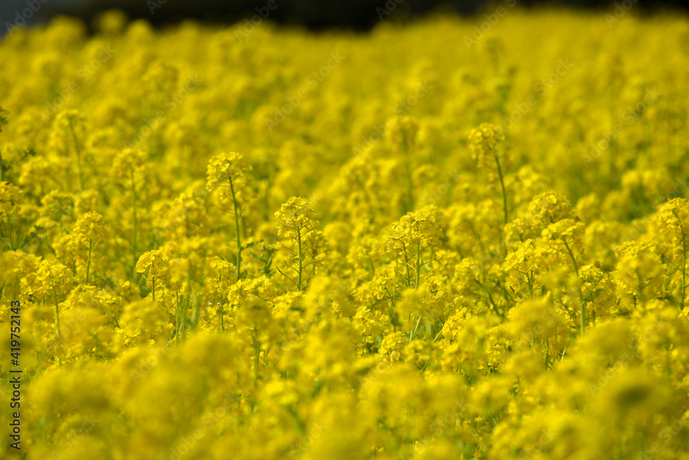 春　一面の黄色い菜の花