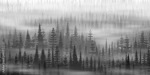 Coniferous forest in the morning fog, black and white landscape