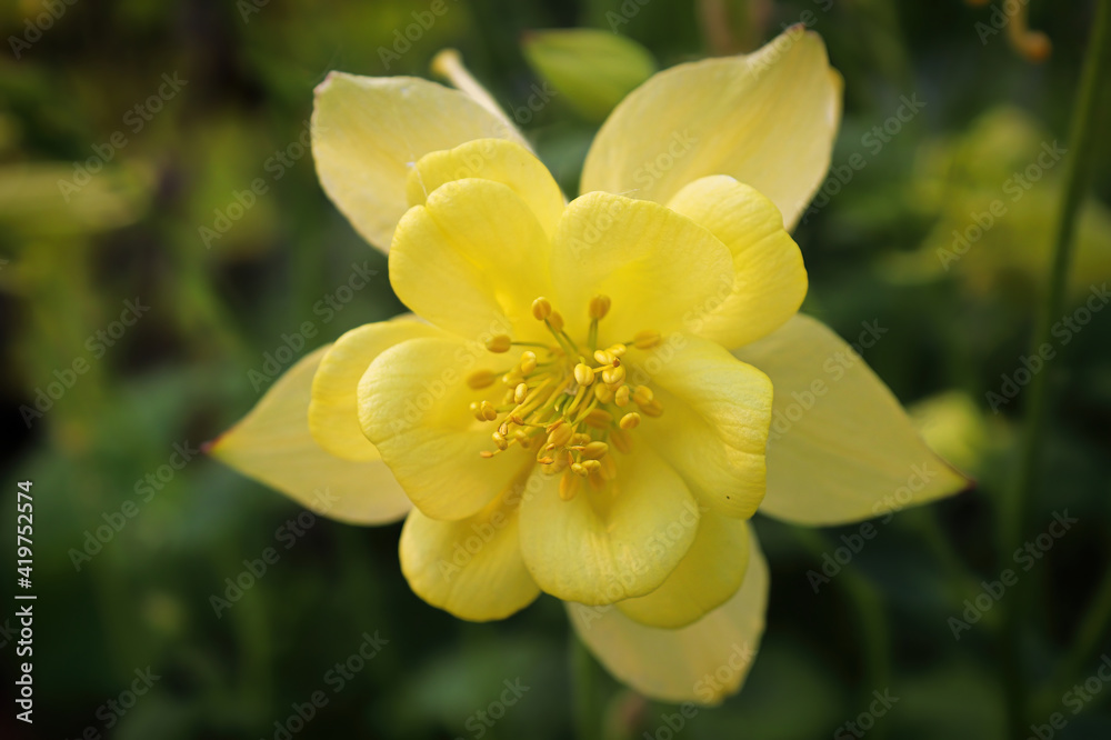 Closeup of a yellow columbine flower in full bloom Closeup of a yellow columbine flower in full bloom