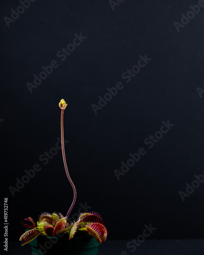 Close up of Venus Fly Traps Flowers