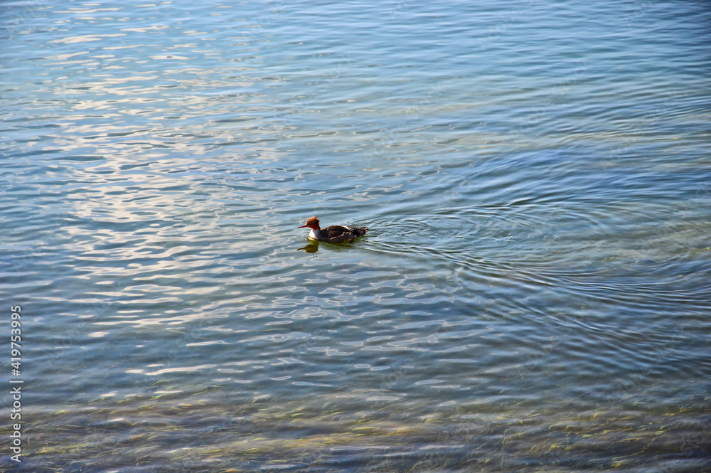 The migratory duck is resting before flying south. A migratory duck is swimming on the Angara River. Autumn is coming. It`s time to fly south. The migratory duck is resting before flying south. A migratory duck is swimming on the Angara River. Autumn is coming. It`s time to fly south.
