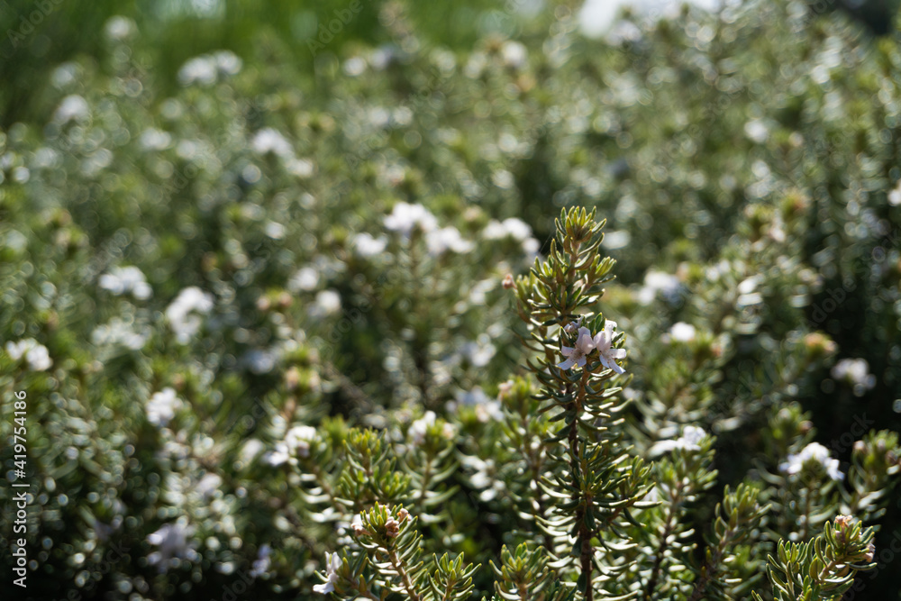 westringia fruticosa (willd) Druce. Australian rosemary