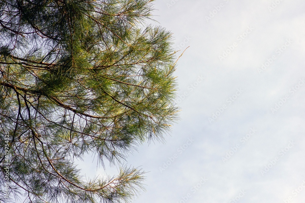 Fototapeta premium Cemara laut, Casuarina equisetifolia, leaves with white cloudy sky background