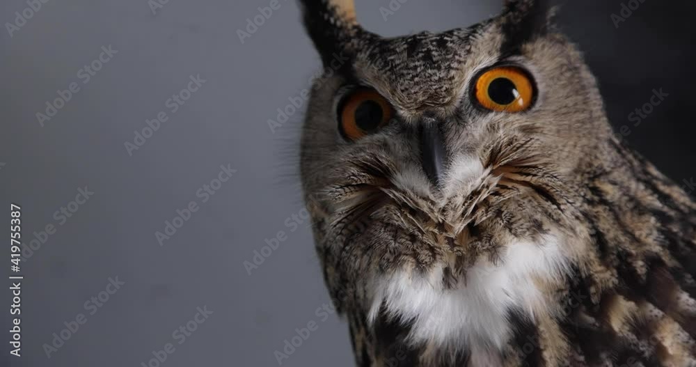 Owl turning head and blinking in slow motion Owl turning head and blinking in slow motion