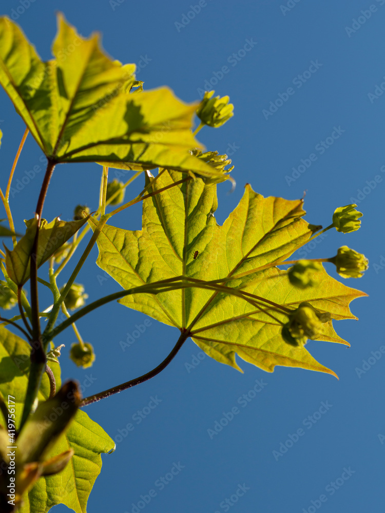 Obraz premium Green leaves of a maple tree against the blue sky on a sunny day. Maple tree leaf. Selective focus. 