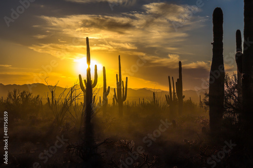 Saguaro Cactus with starburst and golden sunset skies, Arizona