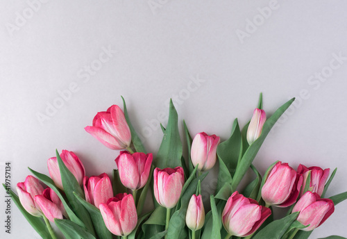 Fototapeta Naklejka Na Ścianę i Meble -  Fresh pink tulips on gray background