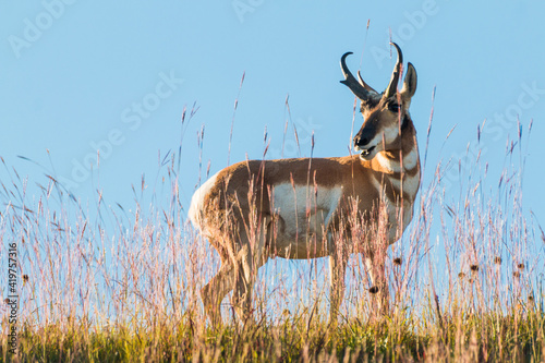The pronghorn, the fastest mammal in North America. Taken in yhe grasslands of Badlands national park in South Dakota.