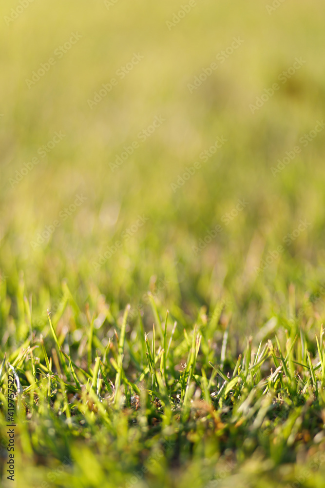 Spring and nature background concept, Closeup selective focus green grass field with blurred park and sunlight.