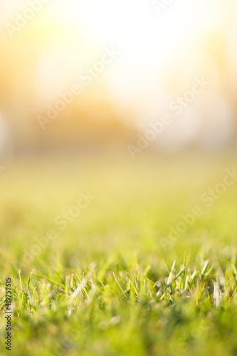 Spring and nature background concept, Closeup selective focus green grass field with blurred park and sunlight.