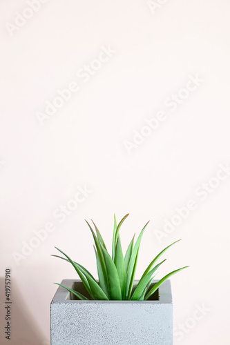 Minimalist still life with succulent houseplants in a concrete pot on a pink background. Modern composition with copy space