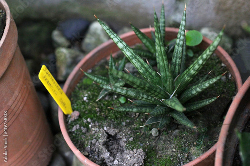 Sansevieria francisii. Sansevieria francisii in plant pot.snake plant. Sansevieria background