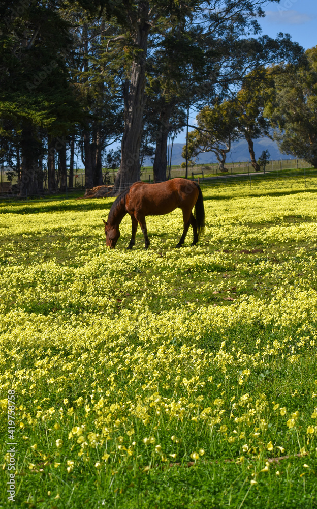 Beautiful tan quarter horse in a sea of yellow wildflowers Beautiful tan quarter horse in a sea of yellow wildflowers