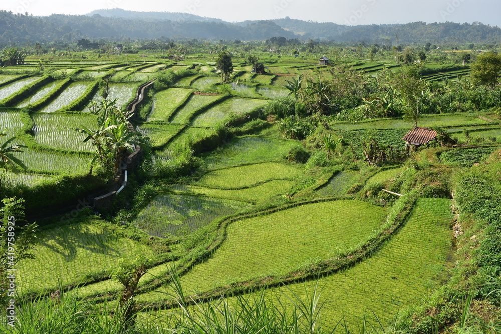 Cascade rice fields of uneven shapes divided by narrow footpaths and irrigation forming fresh green countryside of Bali. Cascade rice fields of uneven shapes divided by narrow footpaths and irrigation forming fresh green countryside of Bali.