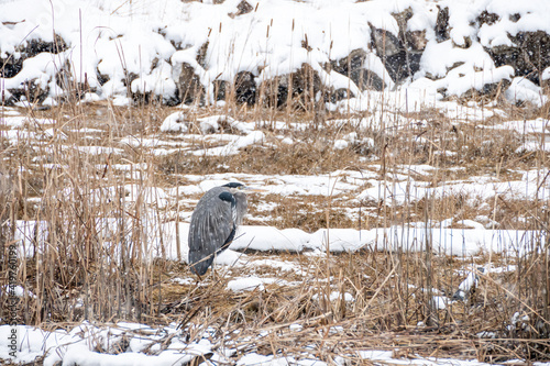 one great blue heron rest among the tall brown straws in the open field , covered with snow