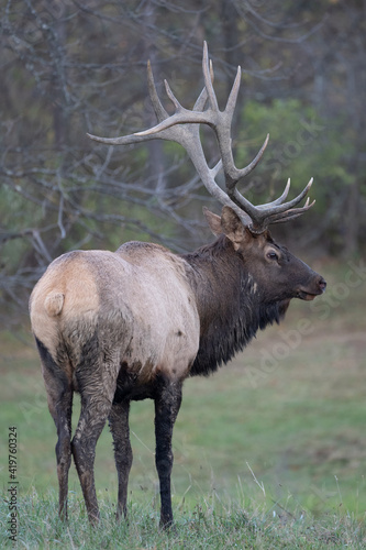 Bull Elk in Field © World Travel Photos