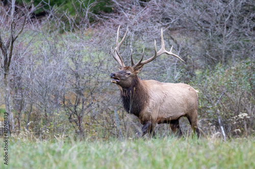 Bull Elk in the Rut