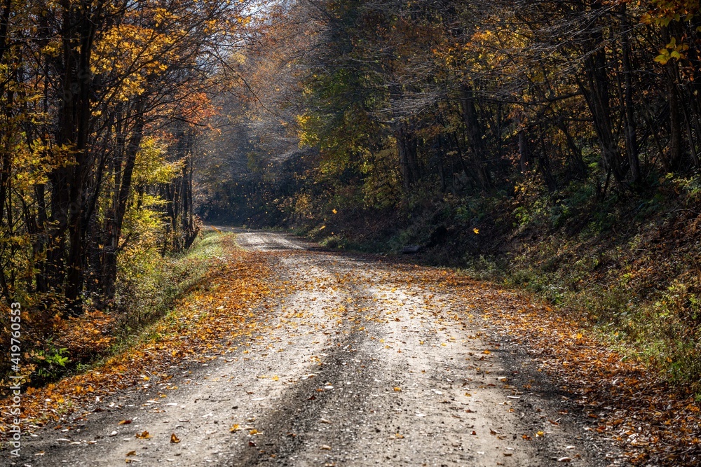Leaves Falling on Autumn Road
