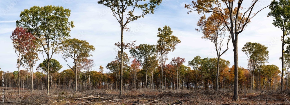 Obraz premium Logging Industry at Work