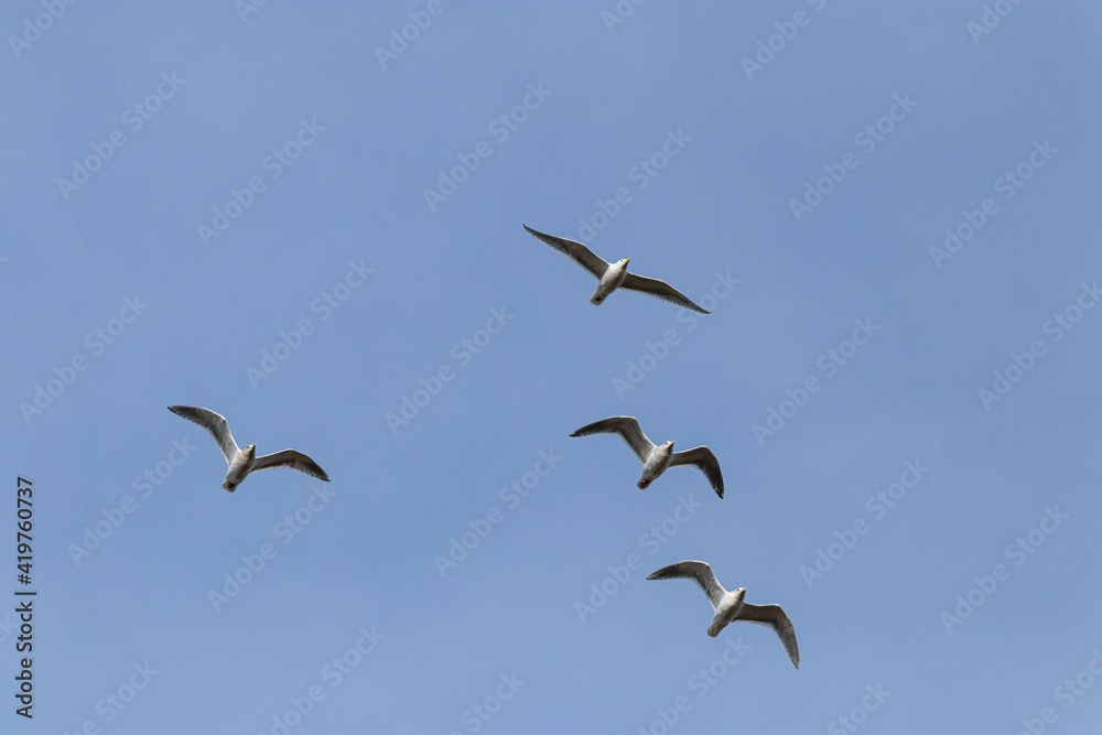 a group of four seagulls flew over head under blue sky a group of four seagulls flew over head under blue sky