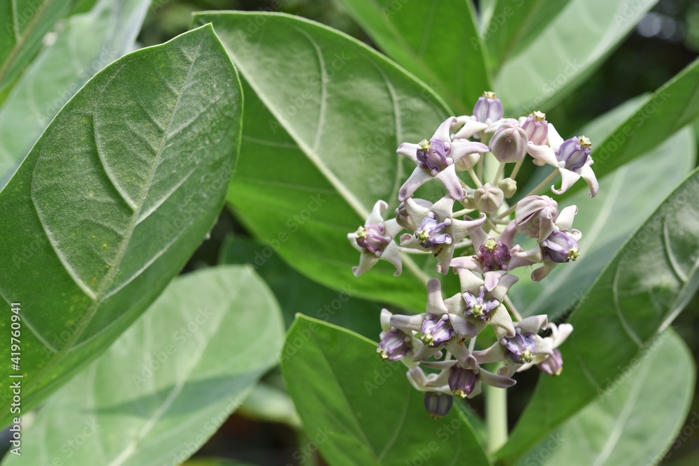 Calotropis gigantea flower blooming in the plantation Calotropis gigantea flower blooming in the plantation