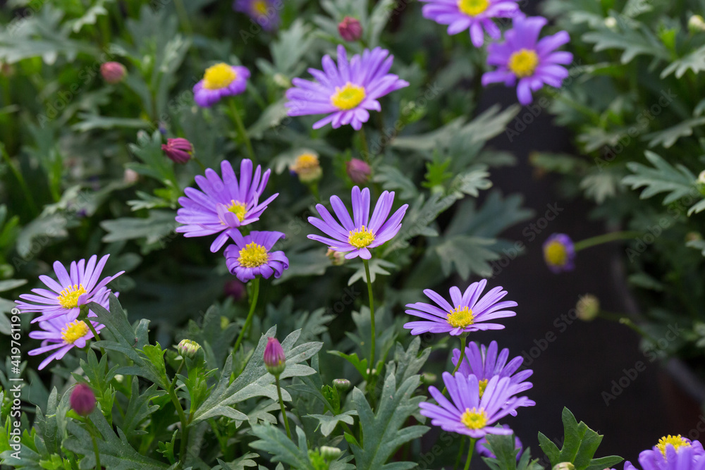 Blooming purple flowers Dutch daisy and green leaves，Symphyotrichum novibelgiiG.L.Nesom
