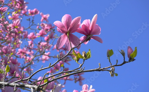 Magnolia blossom tree. Beautiful magnolia flowers against blue sky background close up. Japanese magnolia.