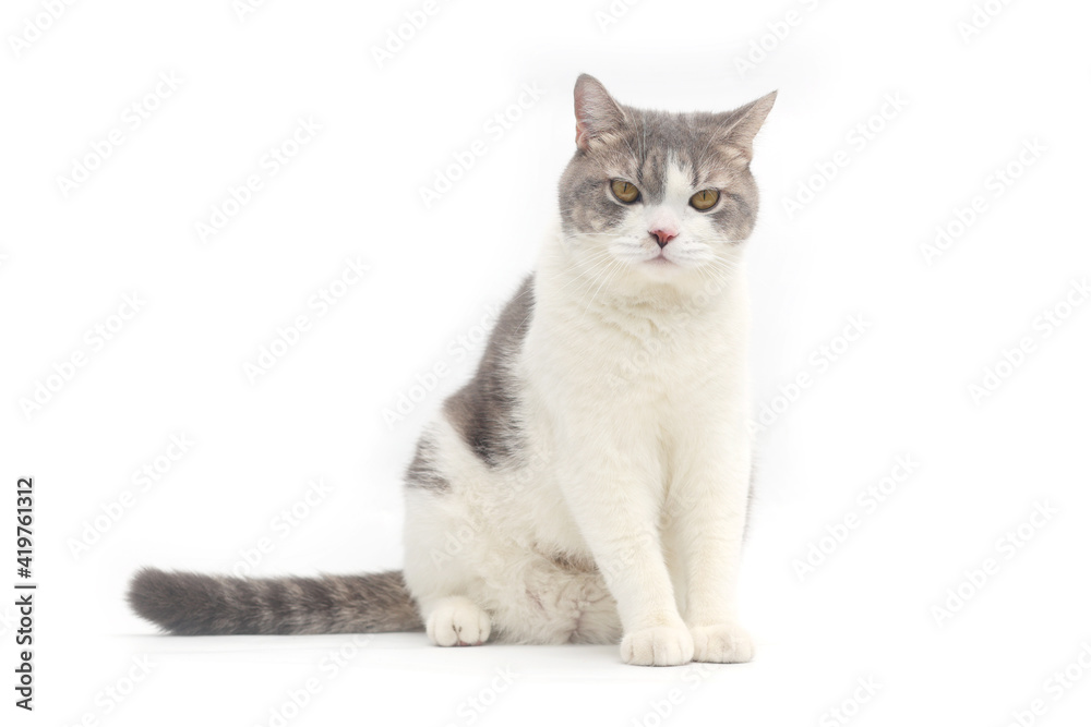 Scottish Fold cat are sitting on white background. Tabby cat isolate on white background. Scottish Fold cat are sitting on white background. Tabby cat isolate on white background.