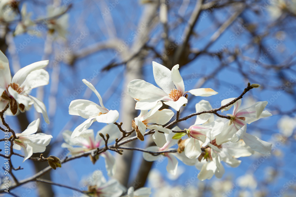 こぶし モクレン科 Stock Photo Adobe Stock こぶし モクレン科 Stock Photo Adobe Stock
