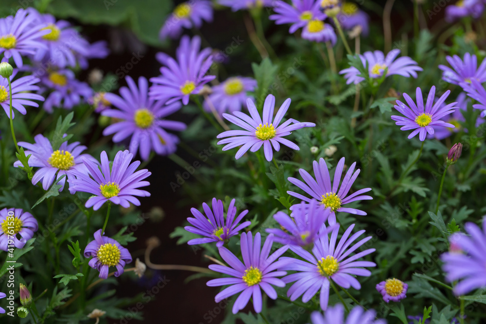 Fototapeta premium Blooming purple flowers Dutch daisy and green leaves，Symphyotrichum novibelgiiG.L.Nesom 