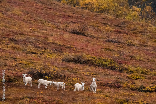 herd of young Dall sheep wandering in the mountainous terrain of Denali National park in Alaska © Nathaniel Gonzales