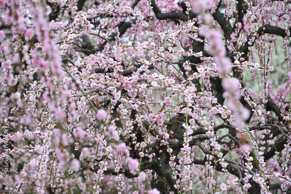 三重県津市に咲くしだれ梅の花