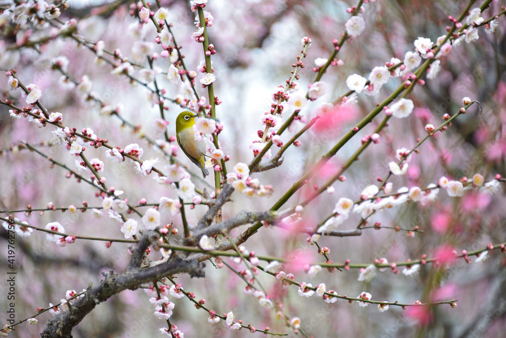 三重県津市に咲くしだれ梅の花 三重県津市に咲くしだれ梅の花