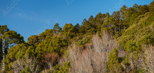 晴れた日の冬の山林