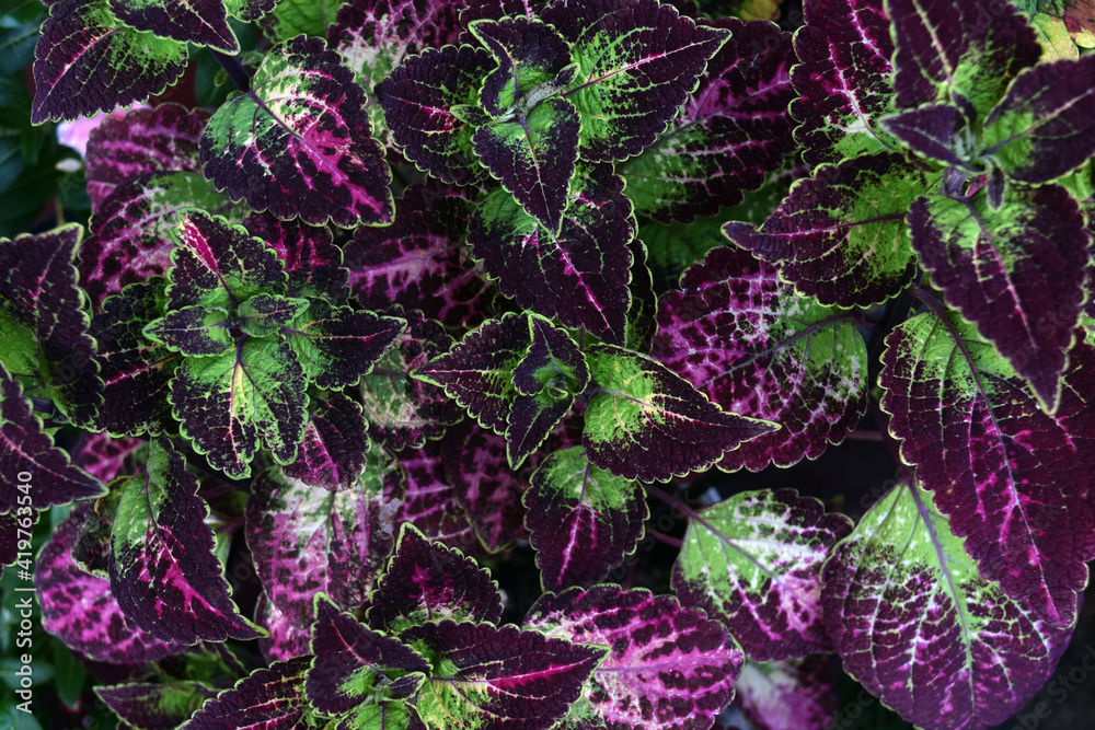 abstract background of purple and green leaves abstract background of purple and green leaves