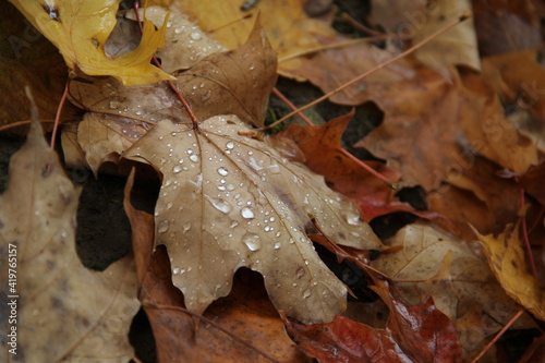 droplets on autumn leaves