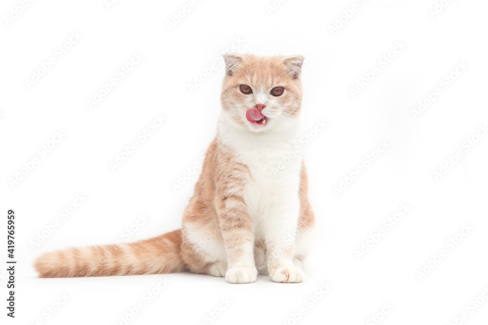 Scottish fold kittens sitting on white background. Orange cat looking at camera. Cute kitten cleaning fur isolate on white background.