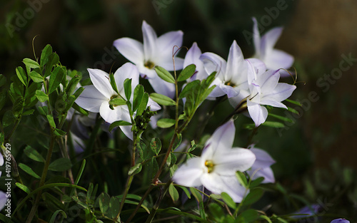 white flowers in the garden