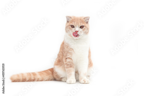 Scottish fold kittens sitting on white background. Orange cat looking at camera. Cute kitten cleaning fur isolate on white background.