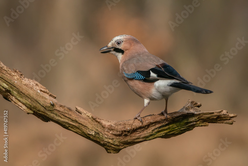 Eurasian Jay (Garrulus glandarius) on a branch in the forest of Overijssel in the Netherlands. copy space.