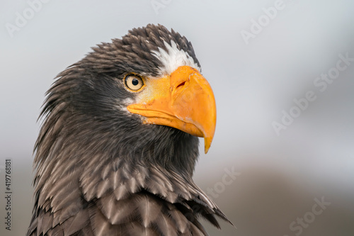 The portrait of Steller's sea eagle (Haliaeetus pelagicus). The Steller’s Sea Eagle is the heaviest bird of prey in the world